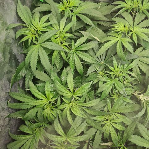 Kurochka growlog timeline photo