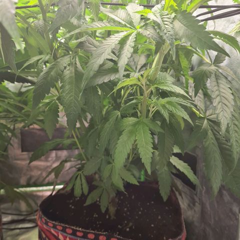 Giggly growlog timeline photo