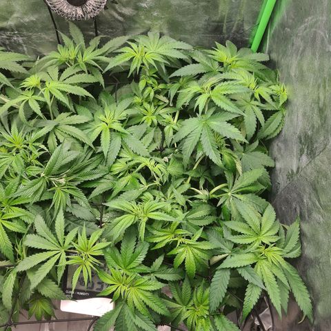 Giggly growlog timeline photo