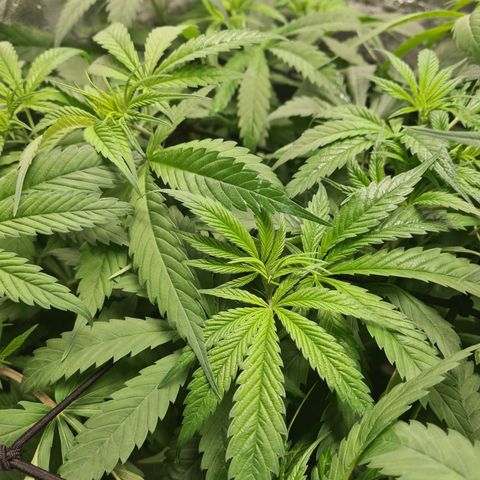 Kurochka growlog timeline photo