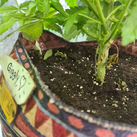 Giggly growlog timeline photo