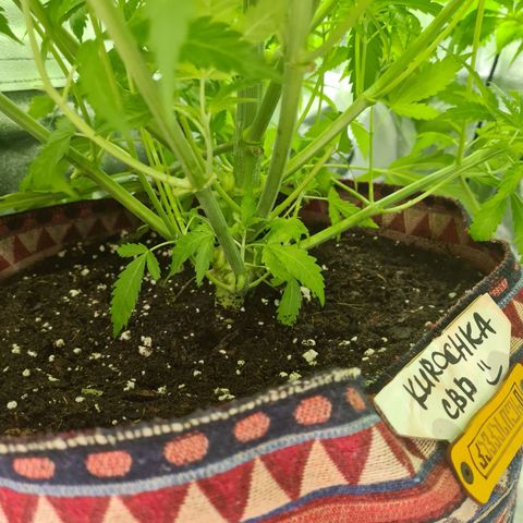 Kurochka growlog timeline photo
