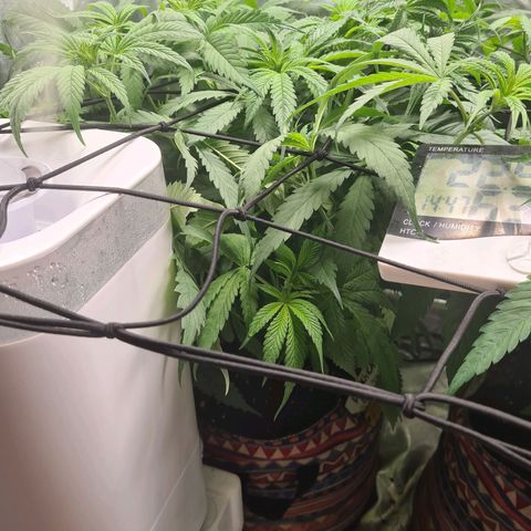 Kurochka growlog timeline photo