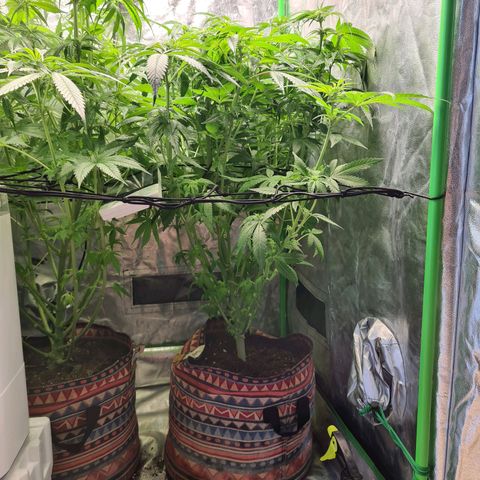 Giggly growlog timeline photo