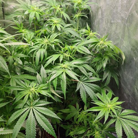 Giggly growlog timeline photo