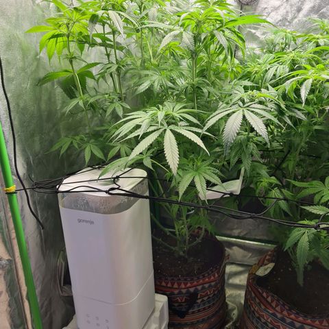 Kurochka growlog timeline photo