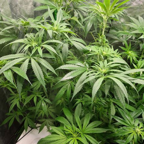 Kurochka growlog timeline photo