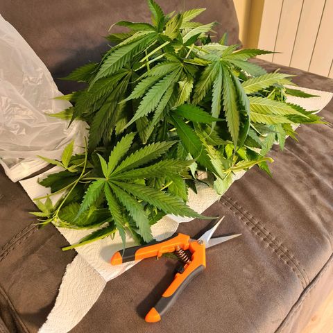 Kurochka growlog timeline photo