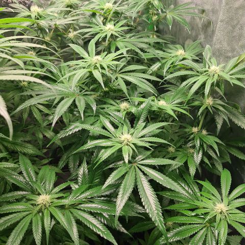 Giggly growlog timeline photo