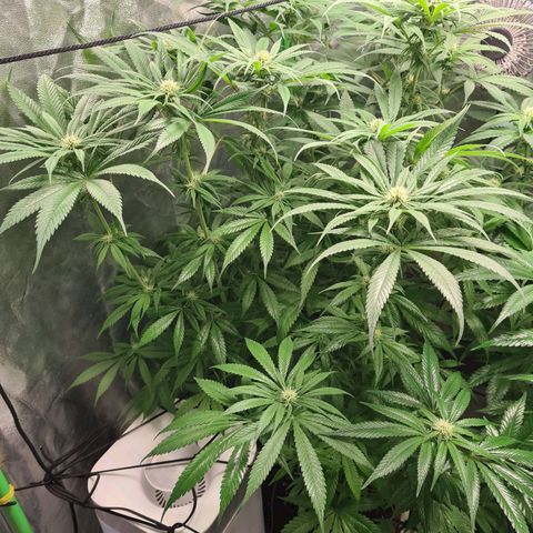 Kurochka growlog timeline photo