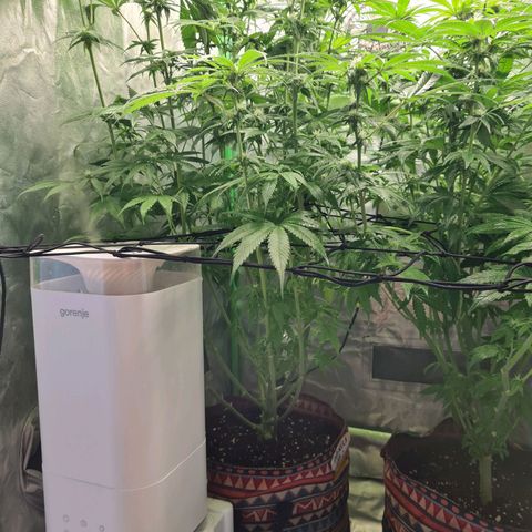 Kurochka growlog timeline photo