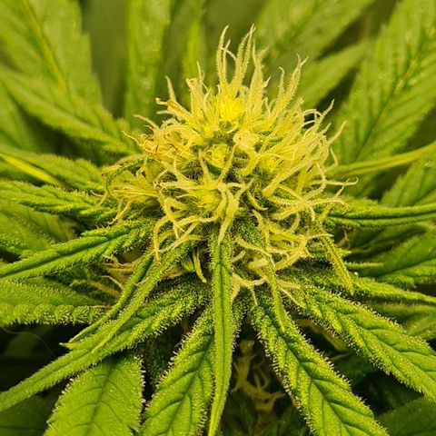 Kurochka growlog timeline photo