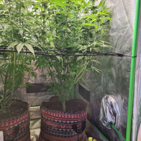 Giggly growlog timeline photo