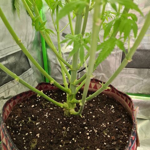 Kurochka growlog timeline photo