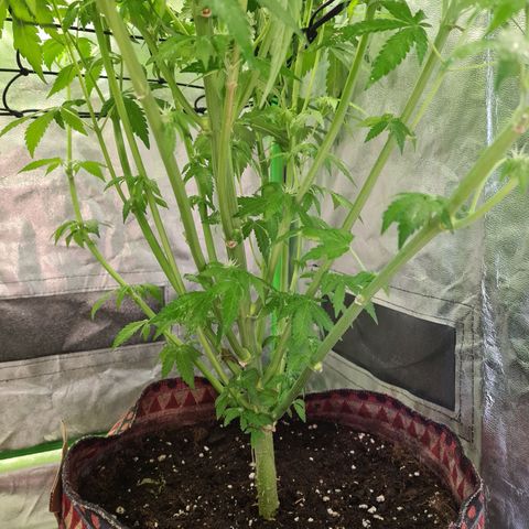 Giggly growlog timeline photo