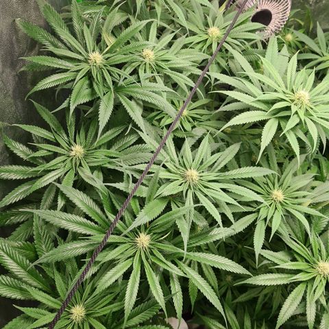 Kurochka growlog timeline photo
