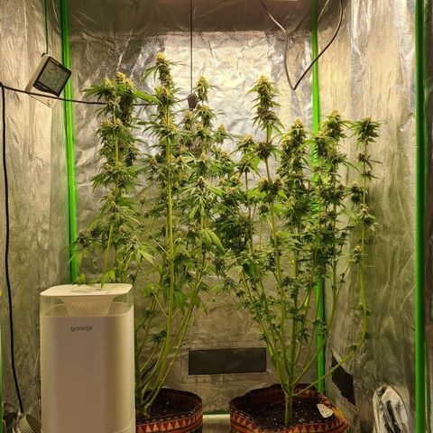 Kurochka growlog timeline photo