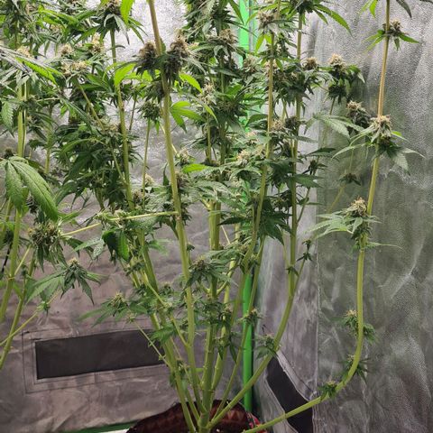 Giggly growlog timeline photo