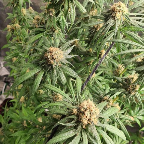 Kurochka growlog timeline photo