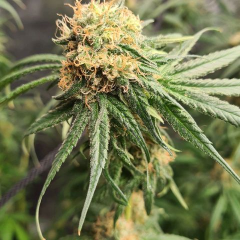 Kurochka growlog timeline photo