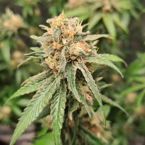 Giggly growlog timeline photo
