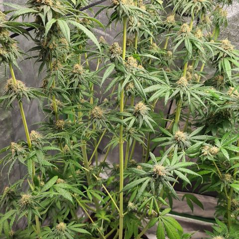 Kurochka growlog timeline photo
