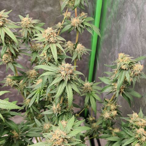 Giggly growlog timeline photo