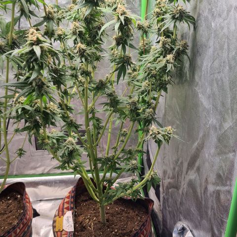 Giggly growlog timeline photo