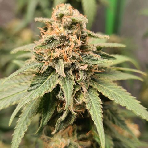 Giggly growlog timeline photo