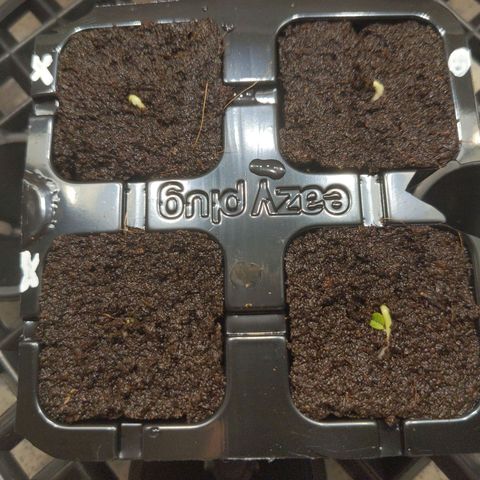 Gelato growlog timeline photo