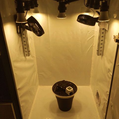Gelato growlog timeline photo