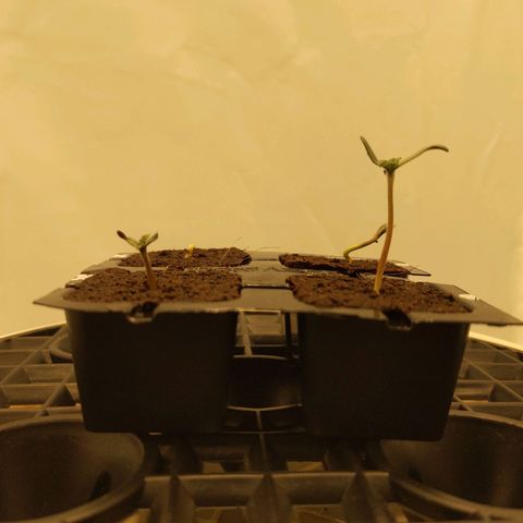 Gelato growlog photo: Didn't water the plants enough yesterday so the eazyPlugs dried out. Watered until drain this morning and the plants recovered quickly