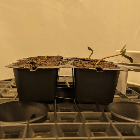 Gelato growlog photo: Didn't water the plants enough yesterday so the eazyPlugs dried out. Watered until drain this morning and the plants recovered quickly