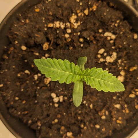 White Toast 2 growlog timeline photo