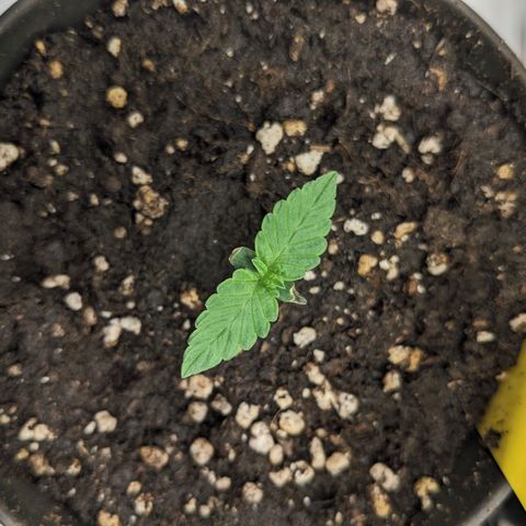 Gelato growlog timeline photo
