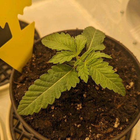 White Toast 2 growlog timeline photo