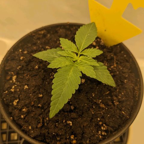Gelato growlog timeline photo