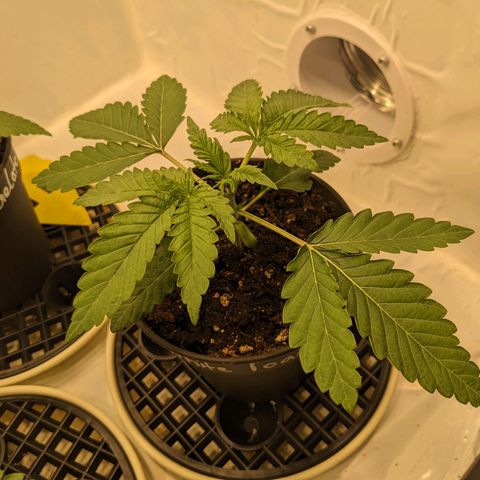 White Toast 2 growlog timeline photo
