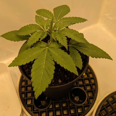 Gelato growlog timeline photo
