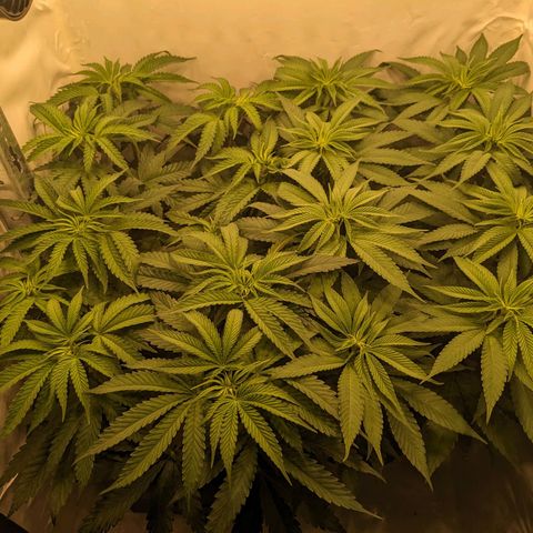 Gelato growlog photo: Left: White Toast
Right: Gelato