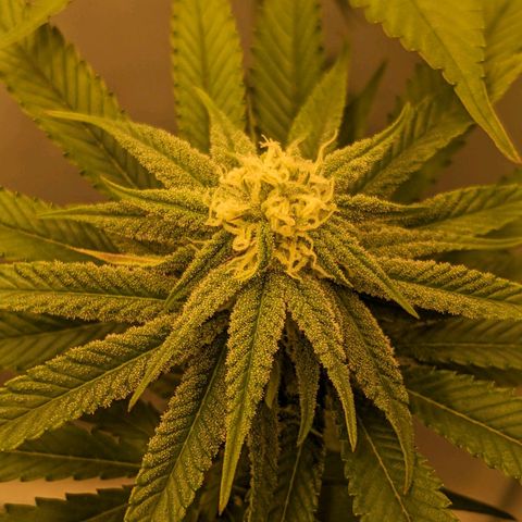 Gelato growlog timeline photo
