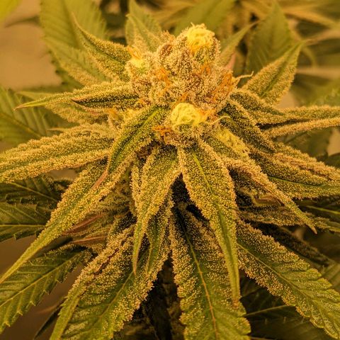 Gelato growlog timeline photo