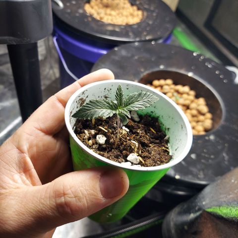Girl Scout Cookies Extreme  growlog timeline photo