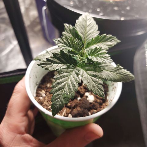 Girl Scout Cookies Extreme  growlog timeline photo