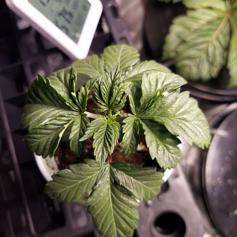 Girl Scout Cookies Extreme  growlog timeline photo
