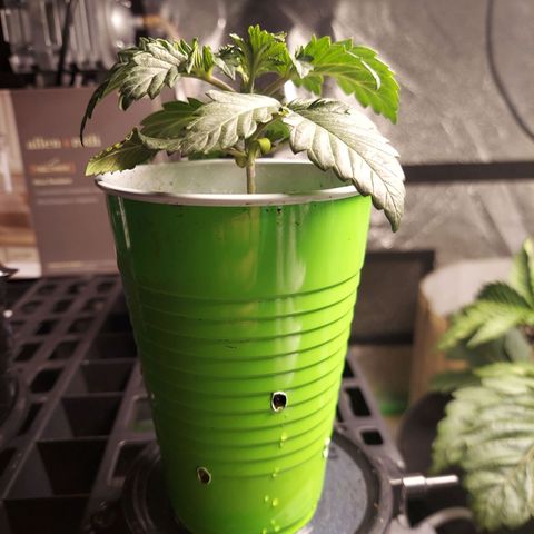 Girl Scout Cookies Extreme  growlog timeline photo