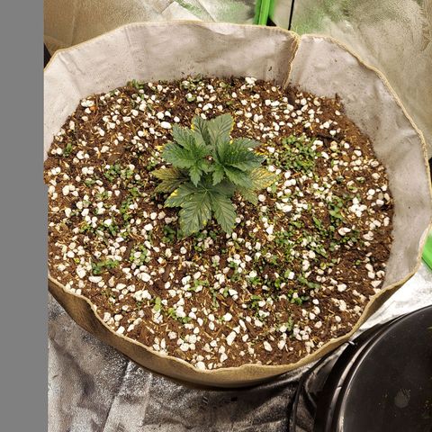 Girl Scout Cookies Extreme  growlog photo: Showed burn on leaves after transplant from light to 3.0 soil 