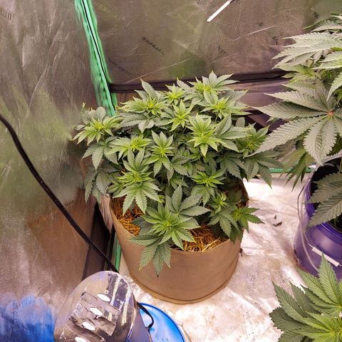 Girl Scout Cookies Extreme  growlog timeline photo