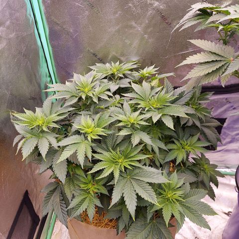 Girl Scout Cookies Extreme  growlog photo: Yellow leaves were fixed by adding gypsum and Epson salt 
