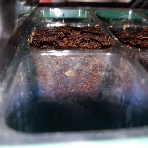 nordi #1 growlog photo: tag2